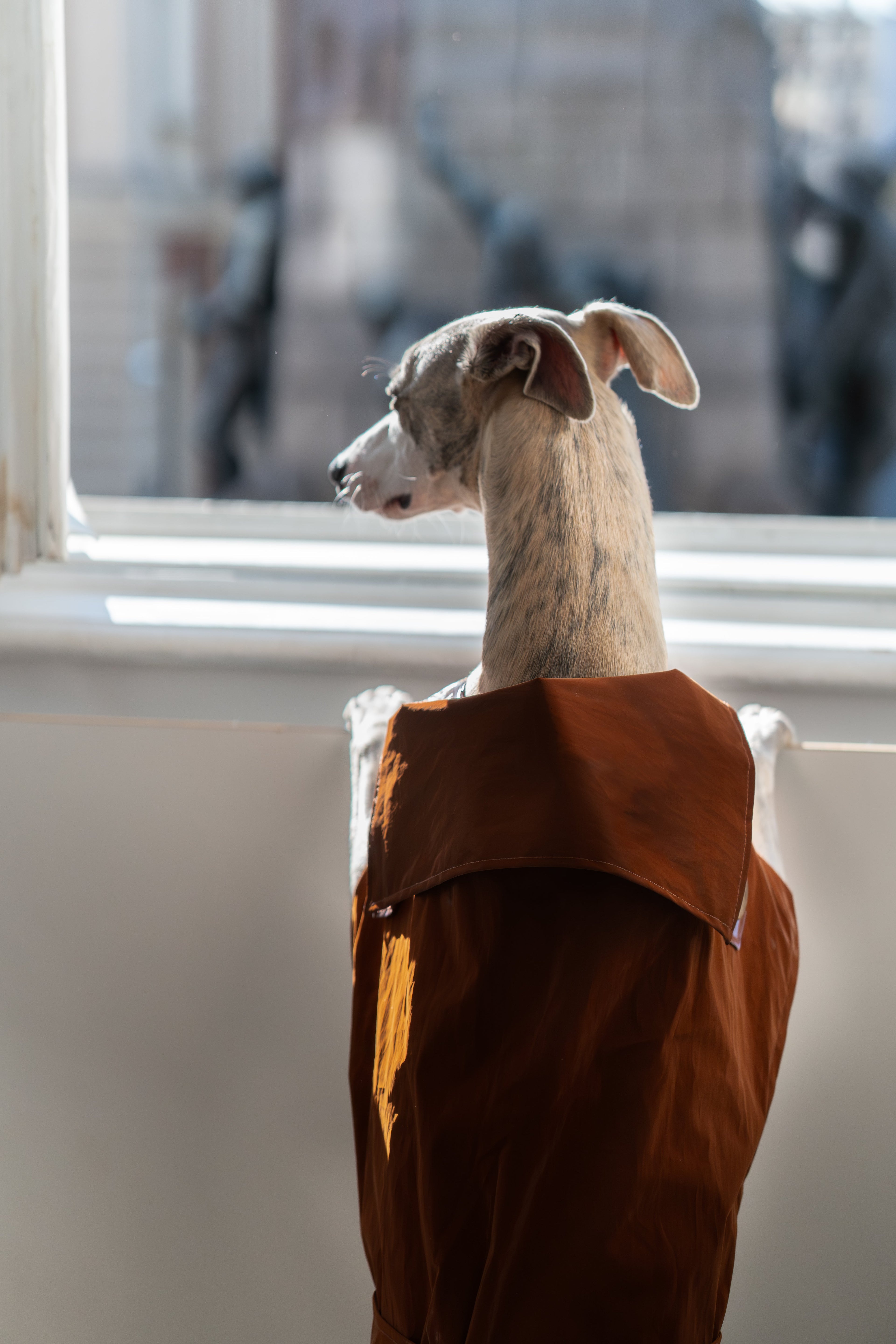 Water-repellent Dog Trench Coat - Chocolate Brown-4